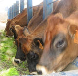 Vacas comiendo forraje Hidropónico