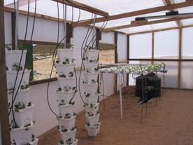 Sistema de columnas y NFT, para la producción de fresas y lechugas hidropónicas